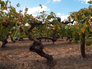 Ancient Shiraz vines in the Barossa - some of the oldest in the world.